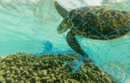 A day in the life of a sea turtle in an ocean full of plastics.