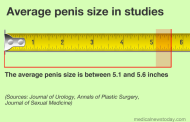 What size is the average penis?